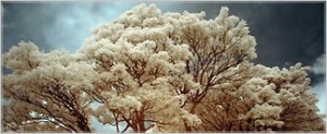 blog_graphic6